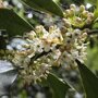Hulsthaag (Ilex aquifolium) bloemen